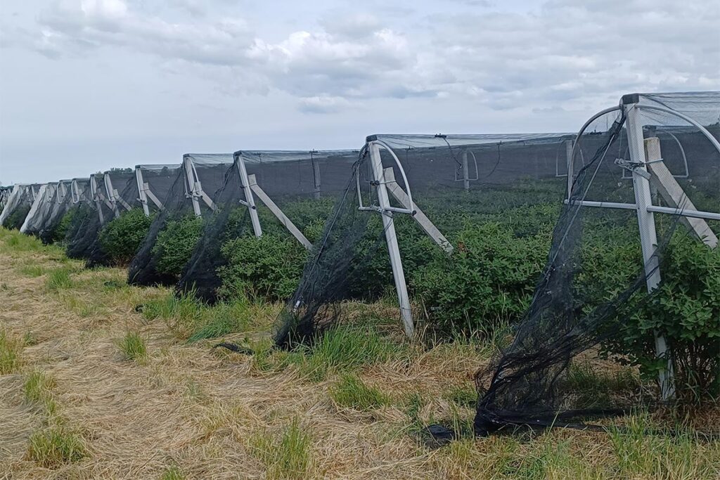 slika-nasada-pred-obiranjem